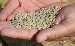 Mercimek ve yulafa vergi indirimi