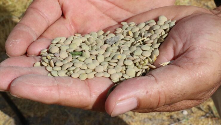 Mercimek ve yulafa vergi indirimi