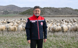 Tiftik keçisi üretimine yönelik destekler artırılıyor