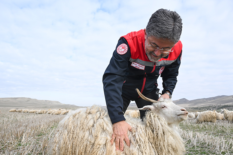Tiftik keçisi üretimine yönelik destekler artırılıyor 3 06 2025 01 ARALIK 08 20251213 2 72046472 120126158