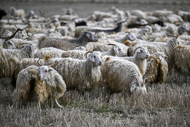 Tiftik keçisi üretimine yönelik destekler artırılıyor 4 06 2025 01 ARALIK 08 20251213 2 72046472 120126166