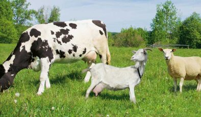 Tarım ve Orman Bakanlığından 2,7 milyar liralık destek