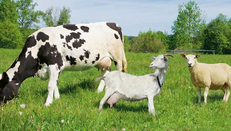 Tarım ve Orman Bakanlığından 2,7 milyar liralık destek