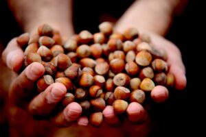 Fındıkta şok düşüş: 350 TL’den 250 TL’ye geriledi! Umutlar yılbaşı sonrasına kaldı