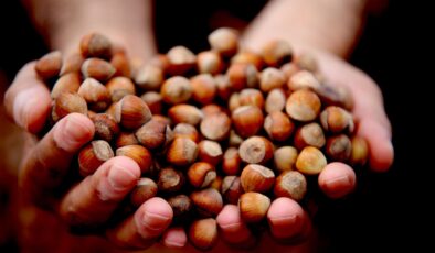 Fındıkta şok düşüş: 350 TL’den 250 TL’ye geriledi! Umutlar yılbaşı sonrasına kaldı