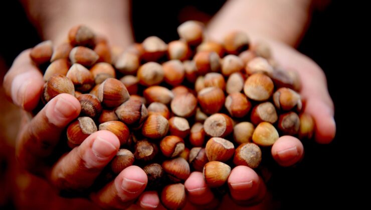 Fındıkta şok düşüş: 350 TL’den 250 TL’ye geriledi! Umutlar yılbaşı sonrasına kaldı