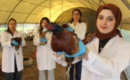 Padişah sofralarının asırlık lezzeti Amasya’da ekonomiye dönüyor: Sülün seferberliği