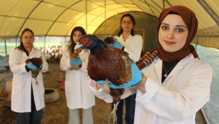 Padişah sofralarının asırlık lezzeti Amasya’da ekonomiye dönüyor: Sülün seferberliği