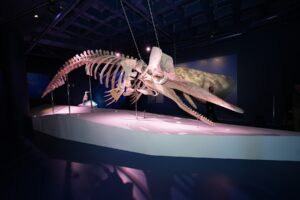 Istanbul Akvaryum dev balina iskeletleri istanbu 1 10 2025 10 36 50