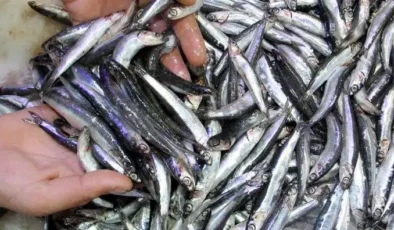 İklim krizi hamsiyi vurdu