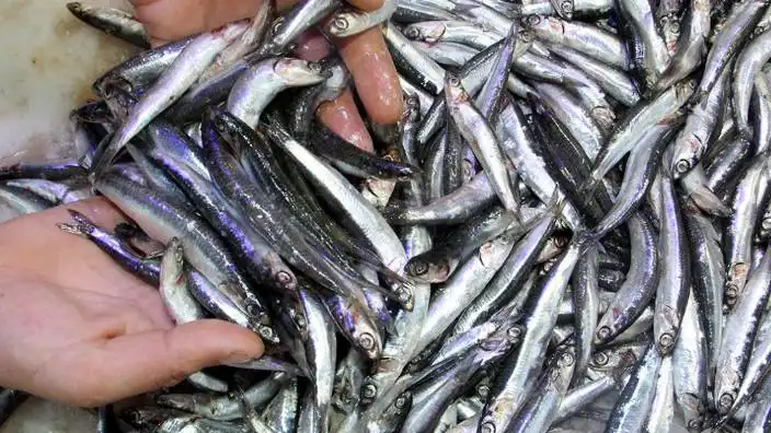 İklim krizi hamsiyi vurdu