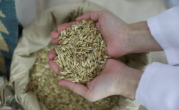 Kavılca Buğdayı, küresel gıda krizine karşı Türkiye’nin kalkanı