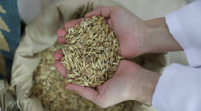 Kavılca Buğdayı, küresel gıda krizine karşı Türkiye’nin kalkanı