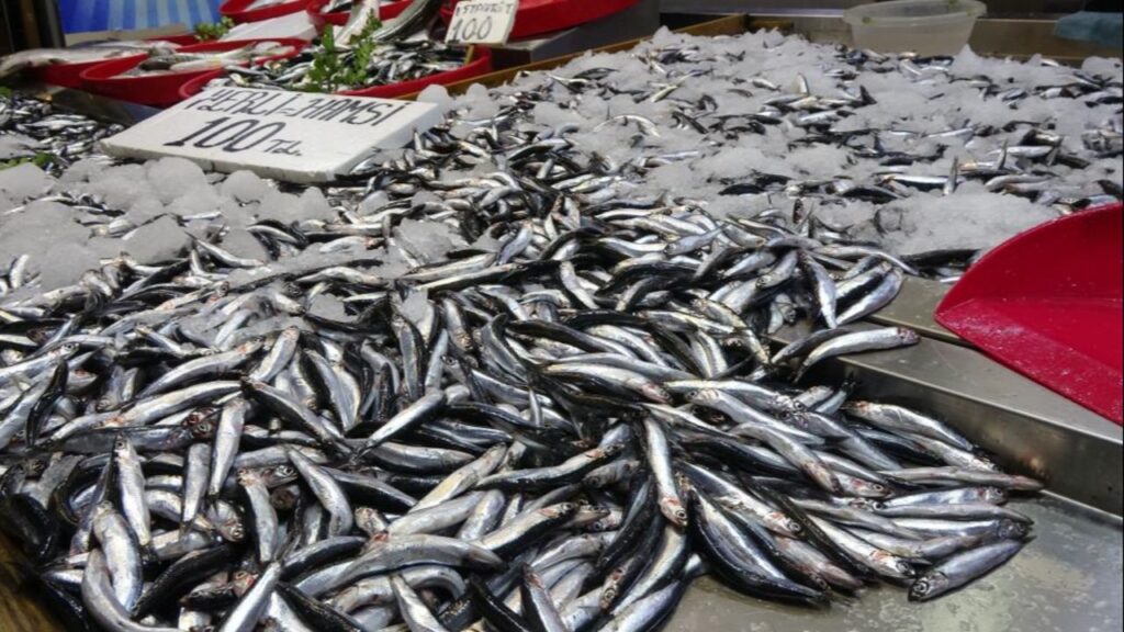 sofralarin vazgecilmezi karadenizin gozbebegi icin alarm verildi hamside tehlike buyuk 17605104889759