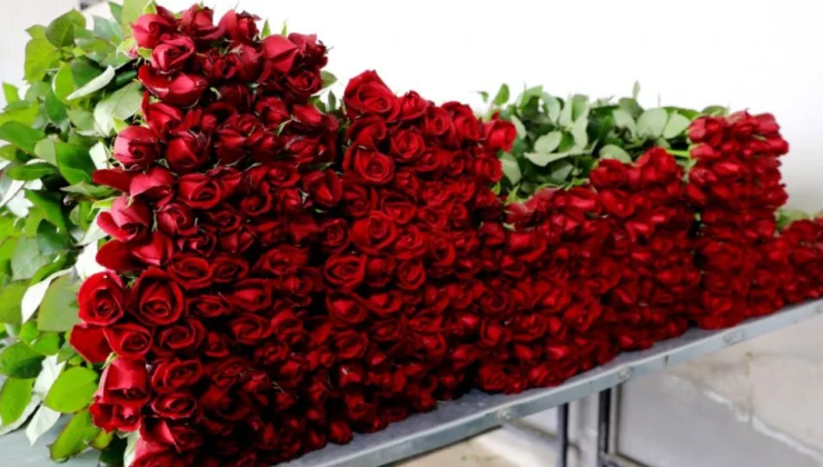 Türkiye’den yılbaşı için 12 milyon dolarlık çiçek ihracatı