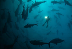 23 TFSF ALTIN MADALYA Mahmut Serdar Alakus Turkiye 1179 orkinos Kopya