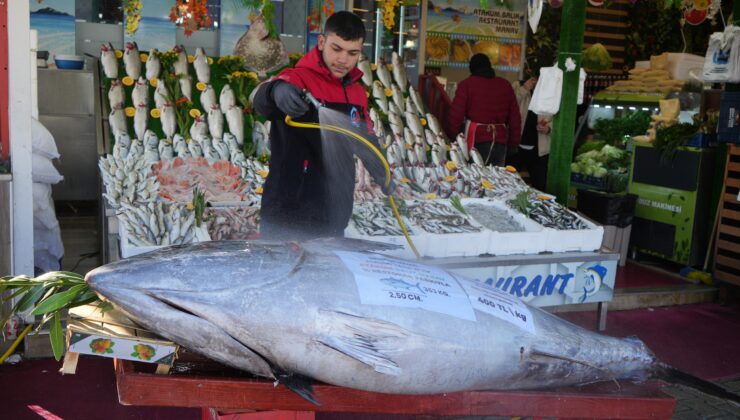 Karadeniz’den çıkan 353 kiloluk Orkinos trafiği kilitledi!