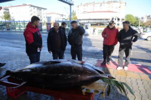 Karadeniz’den çıkan 353 kiloluk Orkinos trafiği kilitledi! 4 AW612157 07