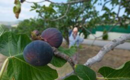Bursa Siyahı dünyayı fethetti: Kilosu 1 dolar değerlendi, ihracat 70 milyon doları aştı!