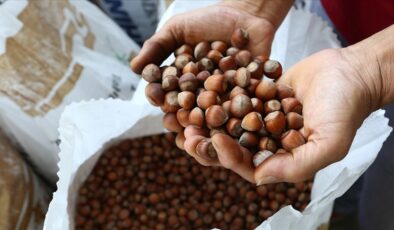 Türkiye 122 ülkeye fındık sattı, en yüksek gelir Almanya’dan geldi