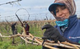 Manisalı üzüm üreticisi maliyeti düşürmek için imece hattı kurdu