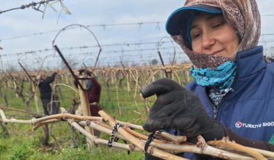 Manisalı üzüm üreticisi maliyeti düşürmek için imece hattı kurdu