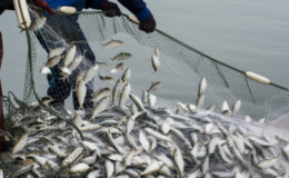 Gıda ihracatının yıldızı balık oldu