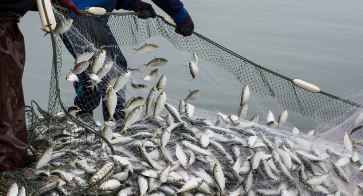 Gıda ihracatının yıldızı balık oldu