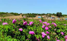 Osmanlı’nın gizli mirası gülün şifa yolculuğu