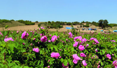 Osmanlı’nın gizli mirası gülün şifa yolculuğu