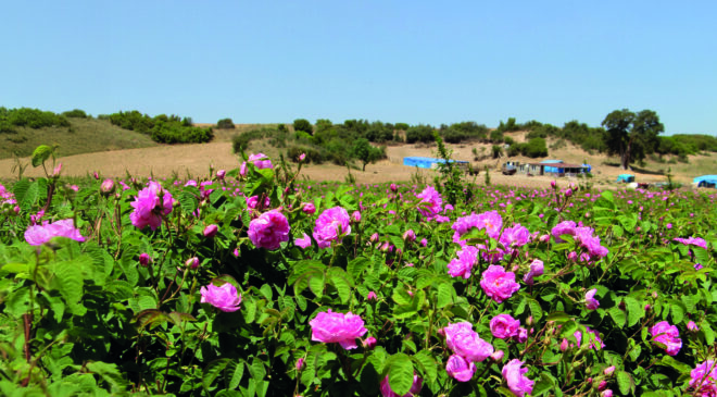 Osmanlı’nın gizli mirası gülün şifa yolculuğu