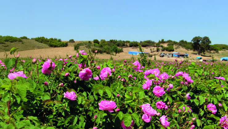 Osmanlı’nın gizli mirası gülün şifa yolculuğu