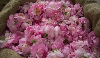 Osmanlı’nın gizli mirası gülün şifa yolculuğu