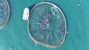 Ordu’da kafes balıkçılığında 6 bin tonluk üretim 3 SUBAT 14 20260216 2 72984443 122300598