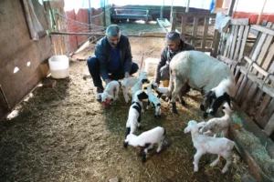 Sahibi gözlerine inanamadı: Gözünü açtığında ağılda 9 minik kuzu gördü 4 bir batinda tam 9 kuzu dogurdu sakiz irki sinirlari zorladi 1772029 20260219235415
