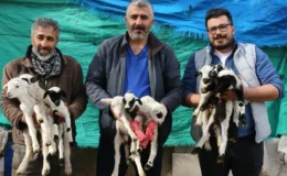 Sahibi gözlerine inanamadı: Gözünü açtığında ağılda 9 minik kuzu gördü