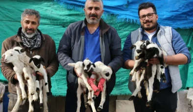 Sahibi gözlerine inanamadı: Gözünü açtığında ağılda 9 minik kuzu gördü