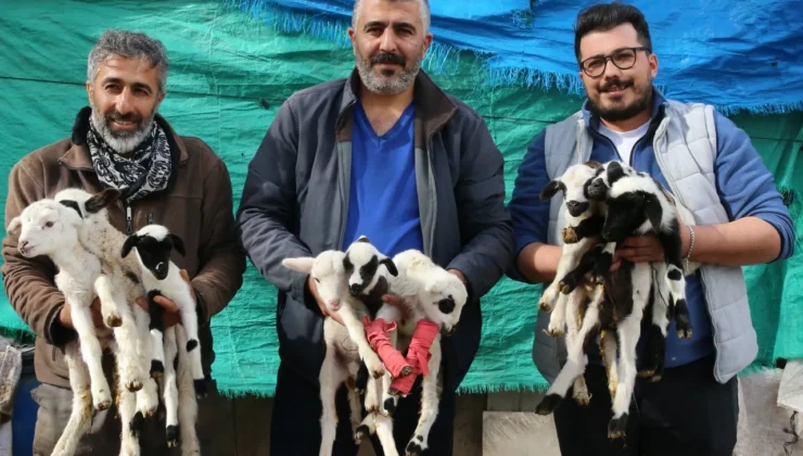 Sahibi gözlerine inanamadı: Gözünü açtığında ağılda 9 minik kuzu gördü