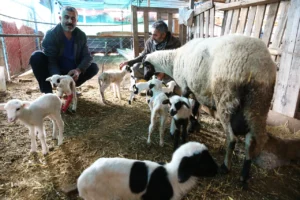 Sahibi gözlerine inanamadı: Gözünü açtığında ağılda 9 minik kuzu gördü 3 bir batinda tam 9 kuzu dogurdu sakiz irki sinirlari zorladi 1772029 202602192354 20260219235416 2