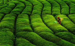 Çay ihracatında rekor artış!