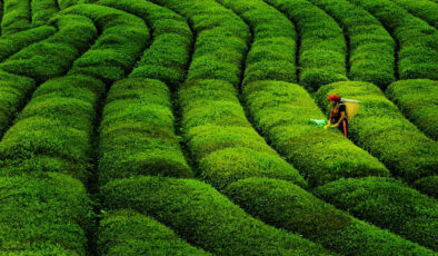 Çay ihracatında rekor artış!