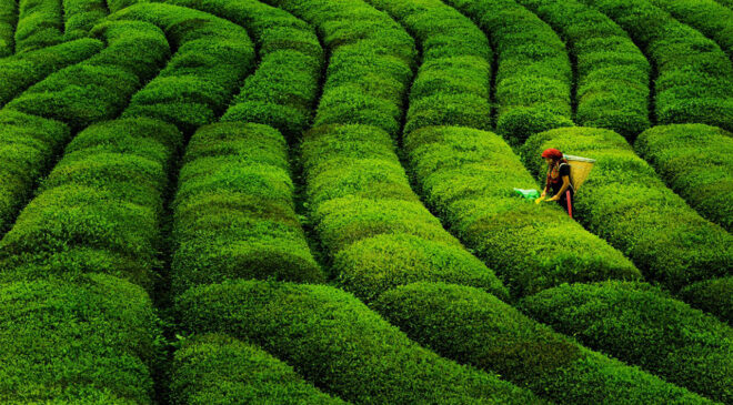 Çay ihracatında rekor artış!