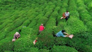 Çay ihracatında rekor artış! 5 rize cay aa 1505176