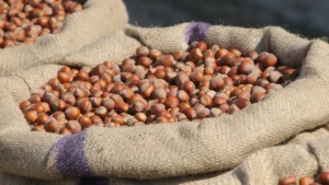 serbest piyasada 350 tl tekelci firmada 280 tl findikta fiyat krizi 1771244 20260216173017