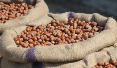 Fındık piyasasında maliyet ve fiyat uçurumu üreticiyi çıkmaza sürüklüyor