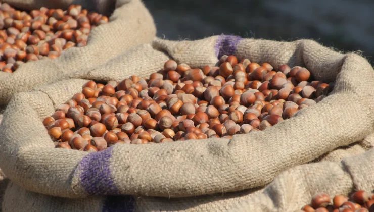 Fındık piyasasında maliyet ve fiyat uçurumu üreticiyi çıkmaza sürüklüyor