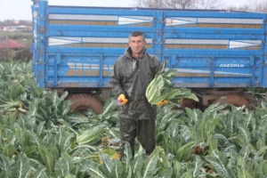 Bafra ovasında karnabahar hasadı başladı: Tarladaki fiyat üreticiyi isyan ettirdi 3 tarlada 8 markette 50 lira kis mevsiminin vazgecilmezi hasattan beklenti buyuk 1771151 202602161005 20260216100502 1