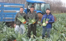 Bafra ovasında karnabahar hasadı başladı: Tarladaki fiyat üreticiyi isyan ettirdi