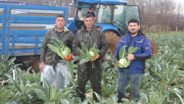 Bafra ovasında karnabahar hasadı başladı: Tarladaki fiyat üreticiyi isyan ettirdi