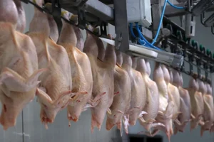 tavuk ihracati yarindan itibaren durdurulacak 1769457 202602081805 20260208180512 1